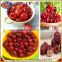 NEW TYPE cherry pitting machine|fruit pitter machine|jujube pitter