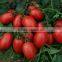 Napu 10 RIO GRANDE Oval shape heat tolerant tomato Seeds