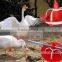 Whole Poultry chicken feeder and drinker Equipment for Broilers and Breeders