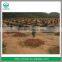 Good Quality Agriculture Drip Irrigation System Using Drip Irrigation Pipe