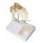 Shoulder Plastic Education Human Body Anatomy Model