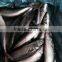 Iran Fish Frozen Mackerel