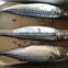 New landing frozen fish pacific mackerel China suppliers