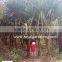 Pandanus Utilis high 4-5m