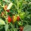 Hybrid Sweet Pepper Seeds Red Pepper Vegetable Seeds No.14
