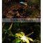 Solar Powered Dragonfly Garden Stake Light with Color Changing LEDs