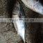 China seafood Exporter of Frozen pacific bonito 300-500g / pcs