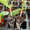 Transparent Plant Grafting Clips Silicon Grafting Clips for Medical use Gardening Tools Tomato Grafting Clips