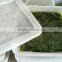 Best price of salted fresh kelp/seaweed slice