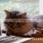 Window Mounted Cat Bed As Seen On TV Sunny Seat Cat Bed With Color Box Package