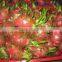 BEST QUALITY DRAGON FRUIT : RED AND WHITE KINDS