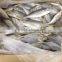 Frozen Horse Mackerel Fish Whole Round Land frozen