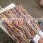Frozen squid jig for tuna bait, China illex squid, seafrozen argentinus squid