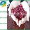 new Crop Dark Red Kidney Beans