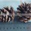 Natural Pine cone For Christmas Decoration