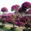 Flowering bougainvillea bonsai