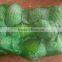 Common Cultivation Type and Fresh Style Fresh Cabbage