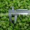 Frozen Vegetables Celery