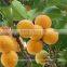Apricot Kernel Carrier oil