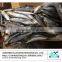 Frozen herring sardine fish