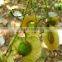 Indian Bija foretsry tree seeds Pterocarpus marsupium Rajasthan Asia