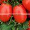 Napu 10 RIO GRANDE Oval shape heat tolerant tomato Seeds