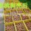 2016 New Type Hot Sale Hawaii Fruit Peeling Machine