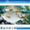 IQF frozen whole round golden pomfret fish