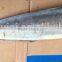 New fish whole round frozen Mahi Mahi 2-4kg