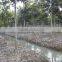 Ficus Nitida Landscaping Trees for Outdoor