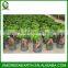 Ginseng Ficus 1kg