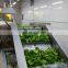 Manufacturer and Exporter of IQF Frozen Green Bell Pepper