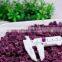 Sinocharm frozen vegetable health and hygiene IQF Purple Potato DicesFrozen Purple Potato Dices