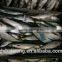 Landing frozen horse mackerel with size 60 - 80