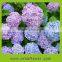 Natural cut fresh hydrangea as romantic wedding decoration from YUNNAN