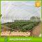3%UV Treatment Non Woven Fabrics Last 2 Year, Plant Cover 35m pp Nonwoven Roll