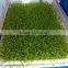 wheat/grass/bean growing machine, barley sprout machine Hydroponics Animal Fodder