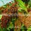 hybrid sorghum seeds for animal feed