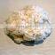 Cotton Lickrien fiber waste/ cotton dropping waste