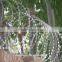 hot dipped galvanized concertina razor barbed wire( profession factory)