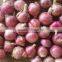 Shandong Onion