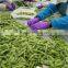 IQF Frozen Edamame Frozen Green Soybeans
