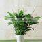 Spathiphyllum kochii