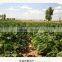 wholesale fresh pumpkin seeds GWS ton price