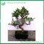 Mini Indoor Green Foliage Plants