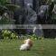 Lifelike Outdoor Large Decorative Garden Ornaments Dogs