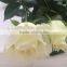 High quality Fresh cut white roses fresh cut flowers