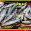 FROZEN LAYANG SCAD (MUROAJI) WHOLE ROUND