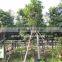 Ficus longifolia
