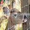 Fixed Knot Cattle Fence Horse Fencing Cheap Farm Fencing Wire